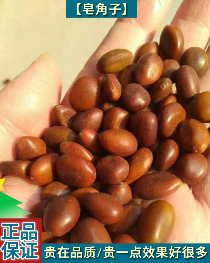 大皂角树种子大皂角籽长刺大皂角种子皂角籽