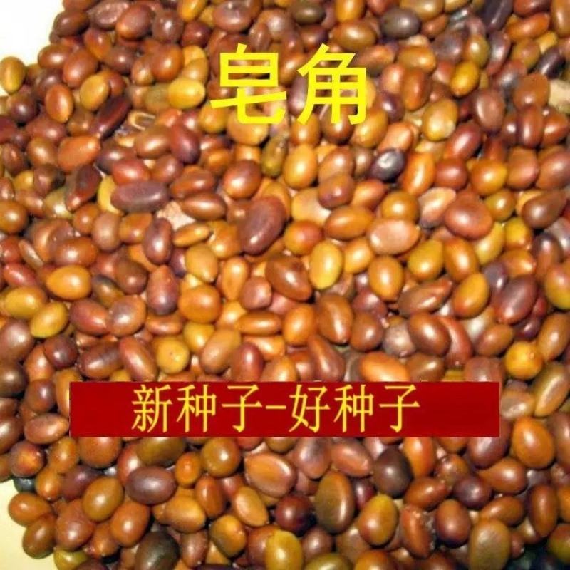 大皂角树种子大皂角籽长刺大皂角种子皂角籽