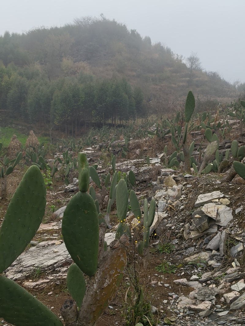 食用仙人掌米绑塔仙人掌种植片基地直发价格优惠