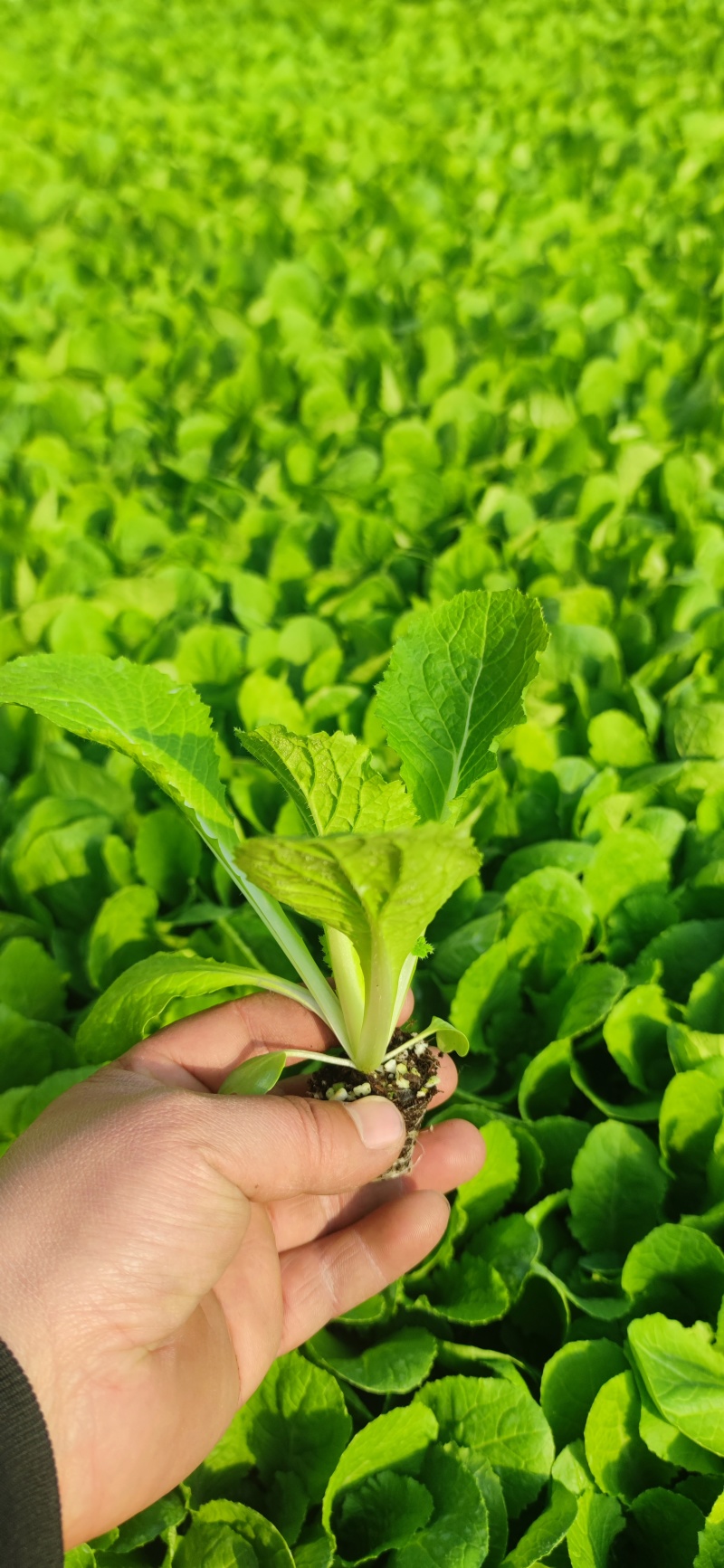 热销似锦大白菜苗千腾大锦白菜苗，早春黄芯大白菜进口大白菜