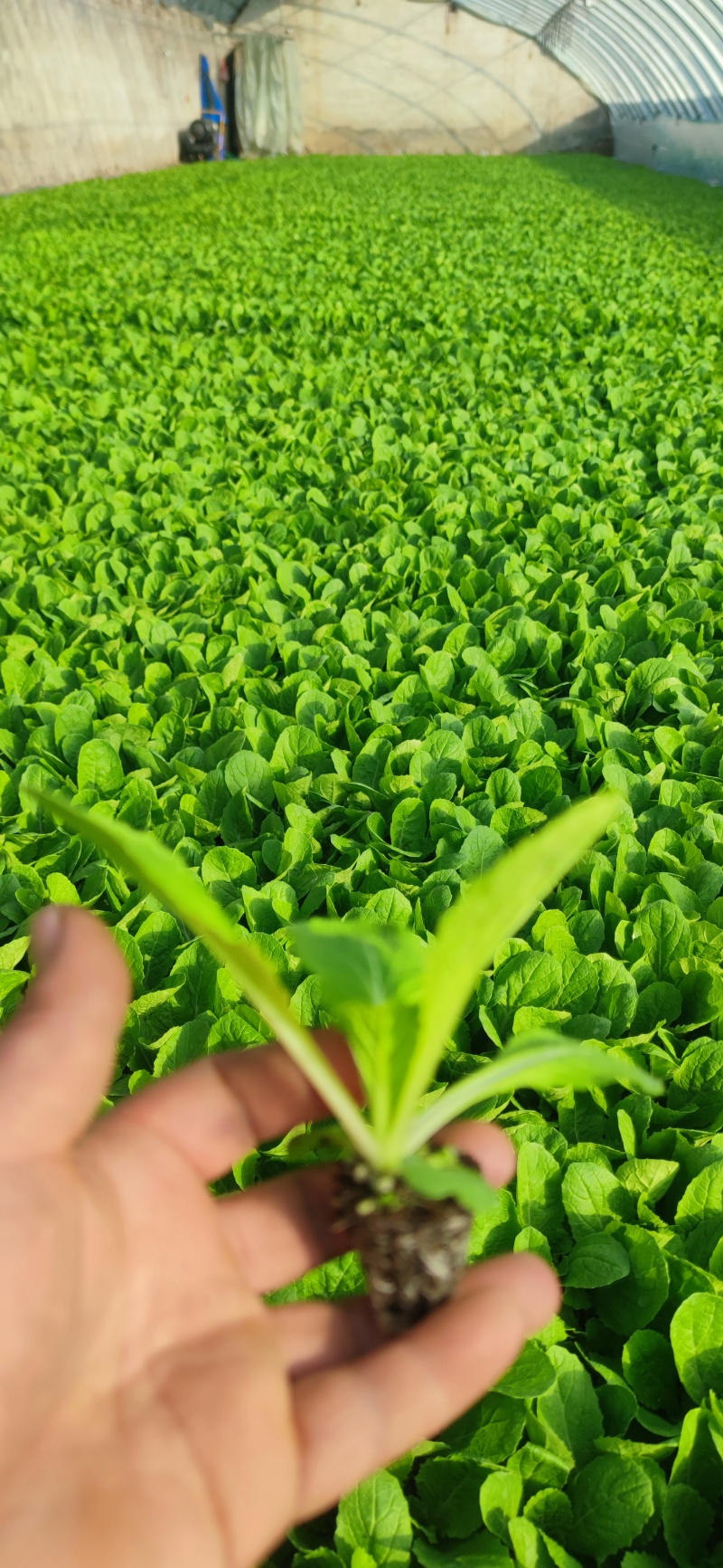 热销似锦大白菜苗千腾大锦白菜苗，早春黄芯大白菜进口大白菜
