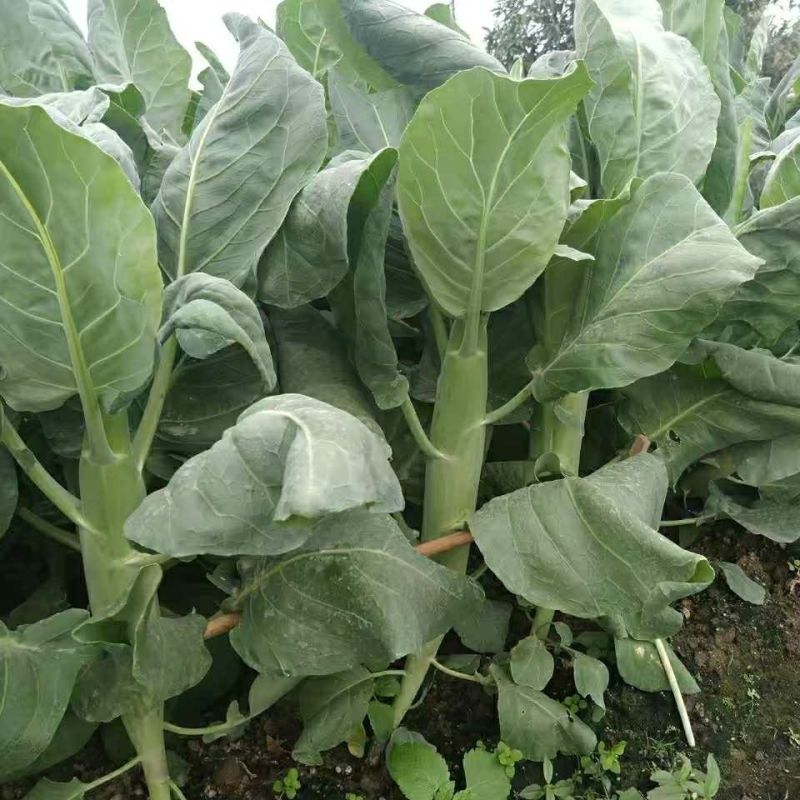 宝宝芥兰种子新育成蔬菜中早熟品种质爽脆味甜可多次采收