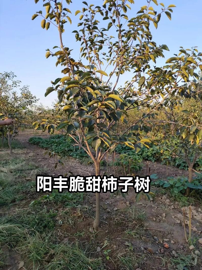 阳丰柿子树7-8-9公分涩柿子5-8公分