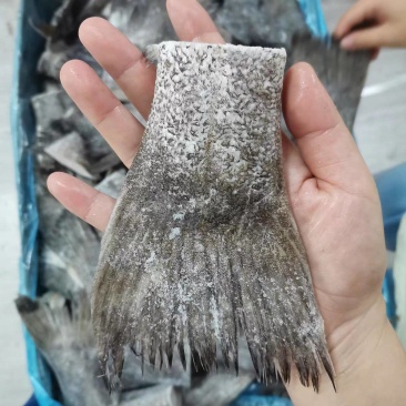 新鲜冷冻鸦片鱼尾薄冰火锅烧烤蝶鱼尾比目鱼小号单冻酒店食材