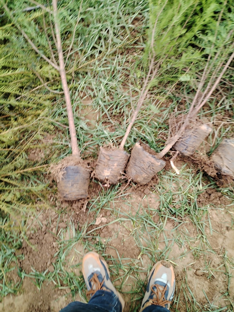 【红豆杉苗】甘肃红豆杉杯苗大量供应全国发货提供技术
