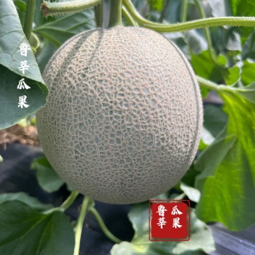 鲁厚甜玫珑、库拉瓜对接各大商超、档口供应各大电商、社区