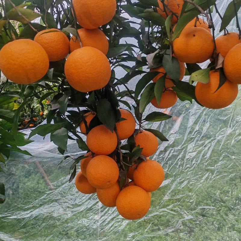 精品青见一手货源品质保障皮薄多汁酸甜可口全国发货