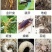 联苯噻虫胺2%颗粒剂韭菜韭蛆农药杀虫剂颗粒剂低毒底施撒施