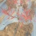 清地处理2-3公分的北美冬青2万棵，全部年宵花品质精品苗