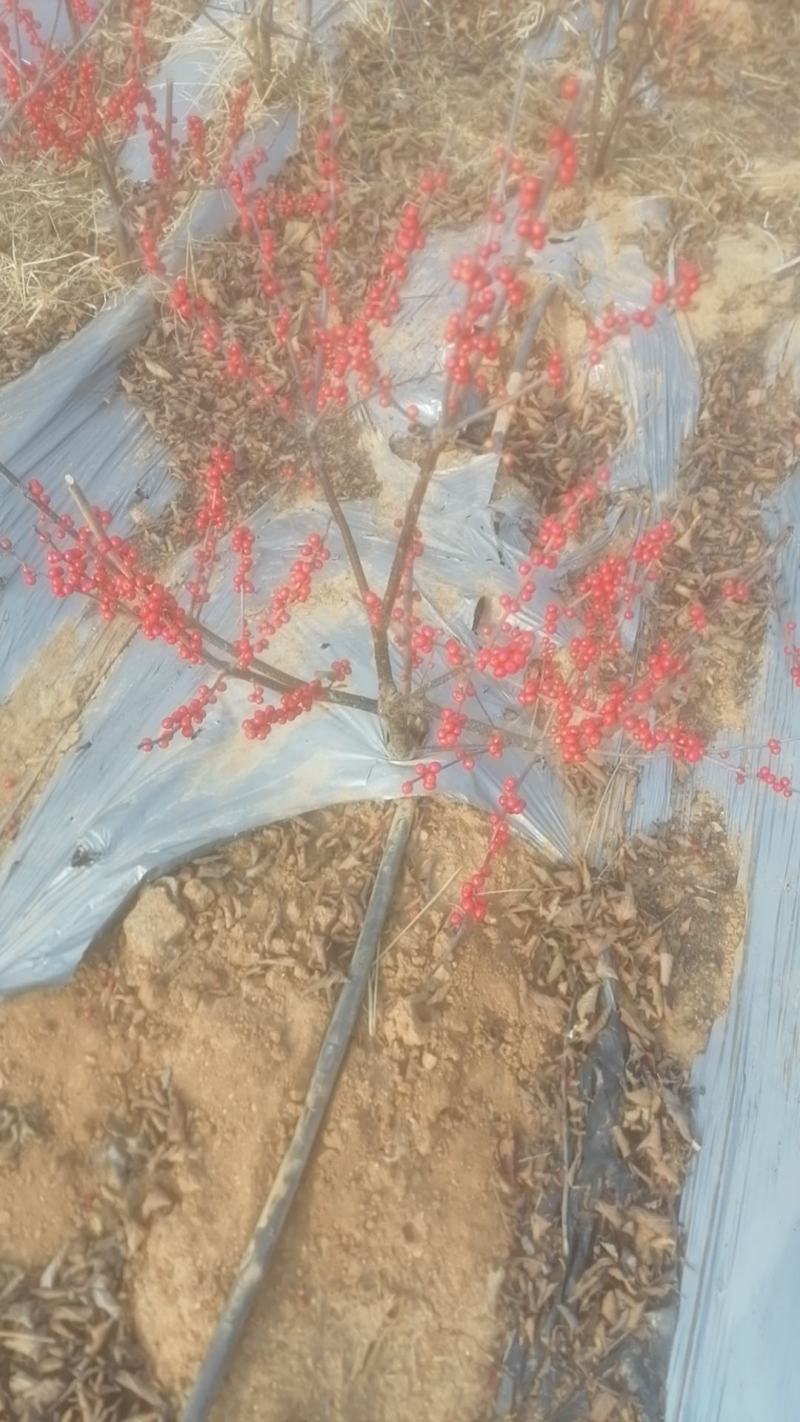 清地处理2-3公分的北美冬青2万棵，全部年宵花品质精品苗