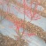 清地处理2-3公分的北美冬青2万棵，全部年宵花品质精品苗