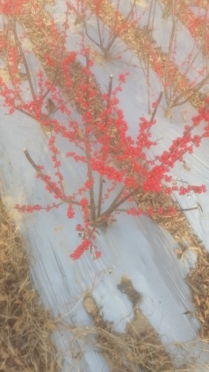 清地处理2-3公分的北美冬青2万棵，全部年宵花品质精品苗