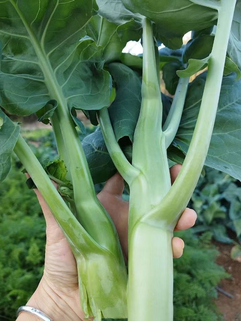 甜脆鸡腿芥兰种子主苔粗壮肥大品质好纤维少甜味脆抗病力强