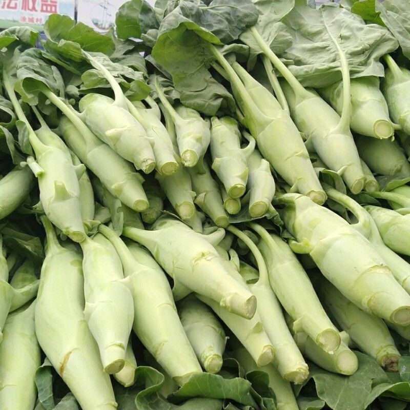 甜脆鸡腿芥兰种子主苔粗壮肥大品质好纤维少甜味脆抗病力强