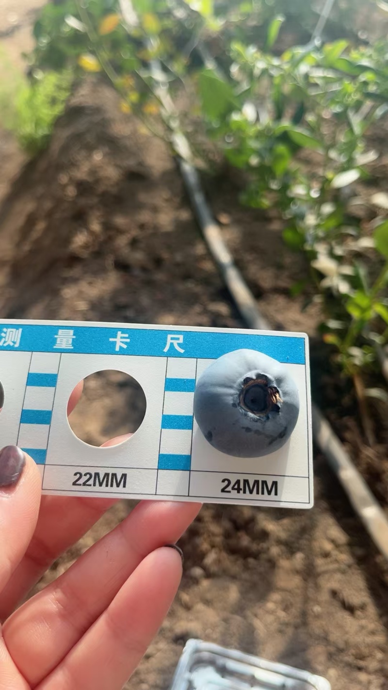 L25蓝莓