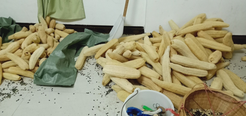 精品丝瓜络48一斤50斤起批