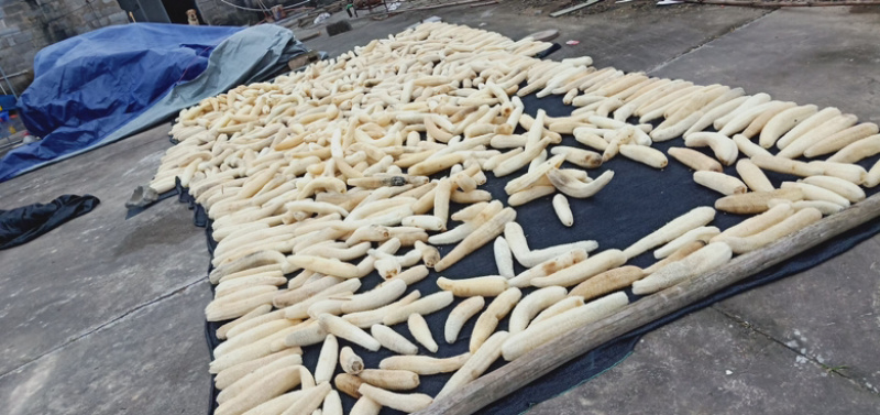 精品丝瓜络46一斤50斤起批