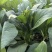 80天油清甜菜心种子抗热耐寒甜菜苔种籽多次采收