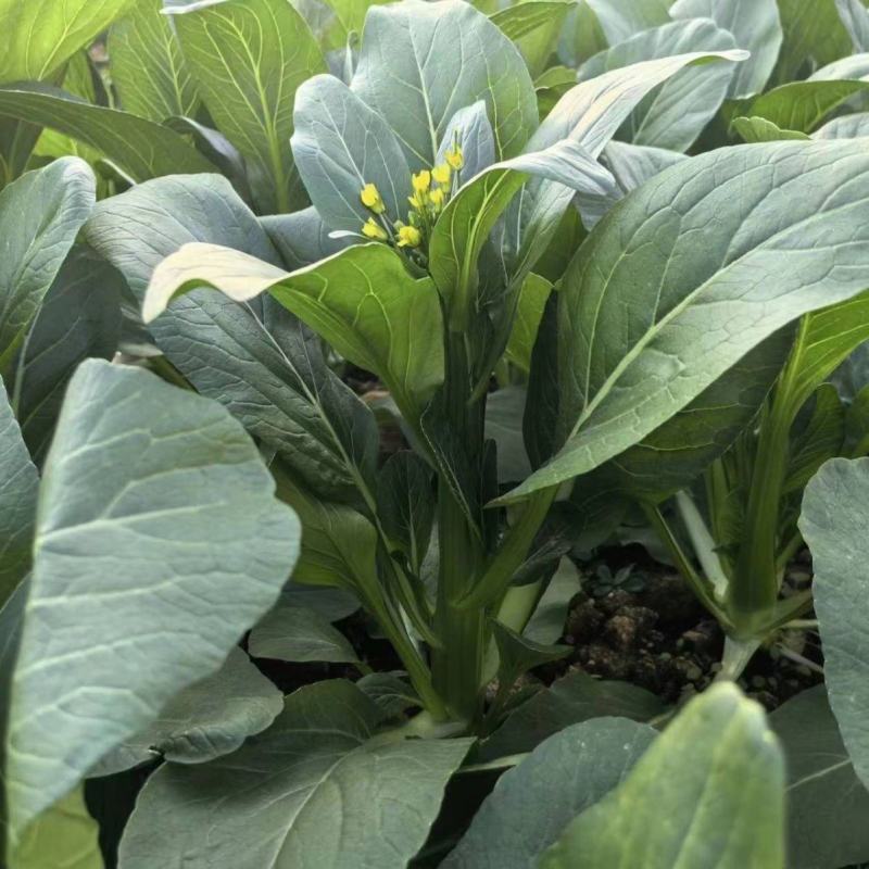 80天油清甜菜心种子抗热耐寒甜菜苔种籽多次采收