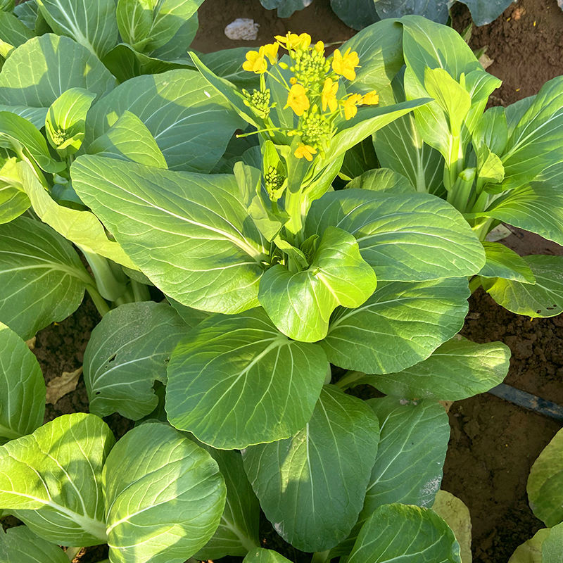 80天油清甜菜心种子抗热耐寒甜菜苔种籽多次采收