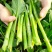 80天油清甜菜心种子抗热耐寒甜菜苔种籽多次采收