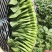 80天油清甜菜心种子抗热耐寒甜菜苔种籽多次采收