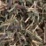 软肝草【包邮】三斤起发货可批量可零售量大从优
