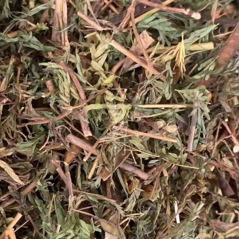 软肝草【包邮】三斤起发货可批量可零售量大从优