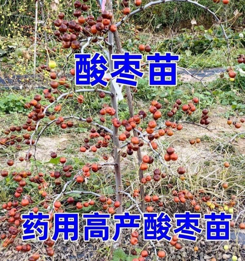 酸枣苗，双仁酸枣苗