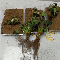 电商草莓苗宁玉草莓苗可一件代发