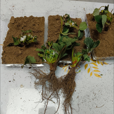 电商草莓苗宁玉草莓苗可一件代发