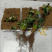 电商草莓苗宁玉草莓苗可一件代发