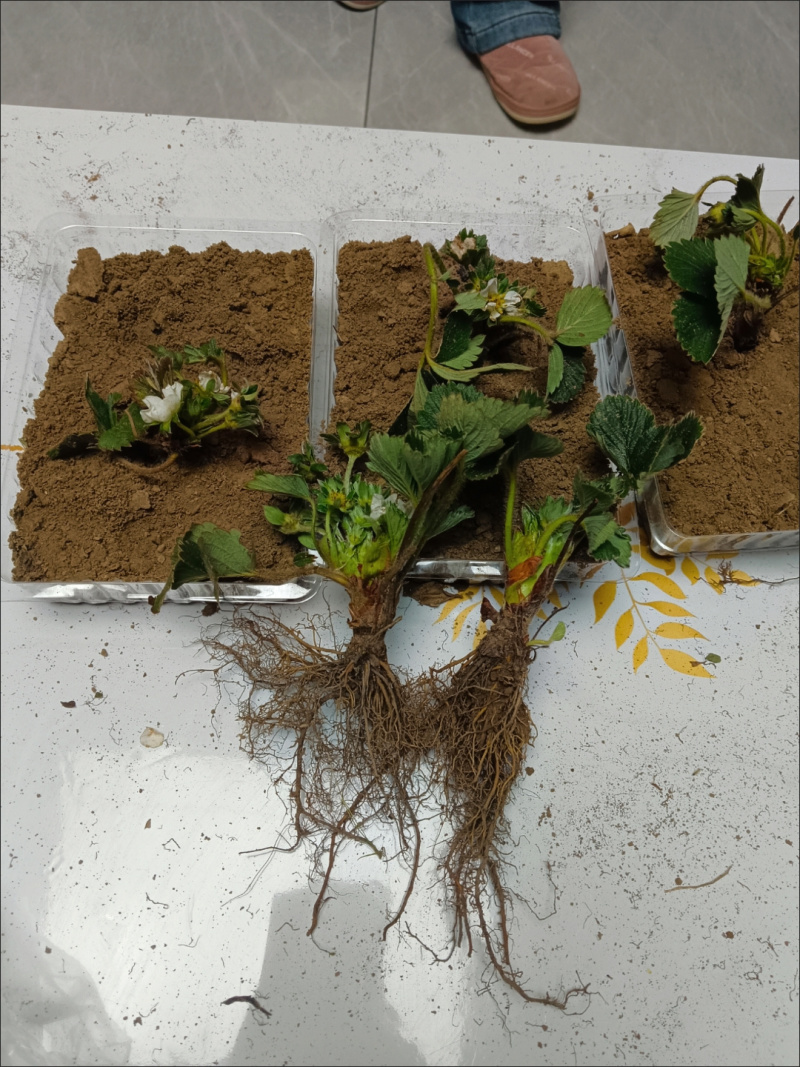 电商草莓苗宁玉草莓苗可一件代发