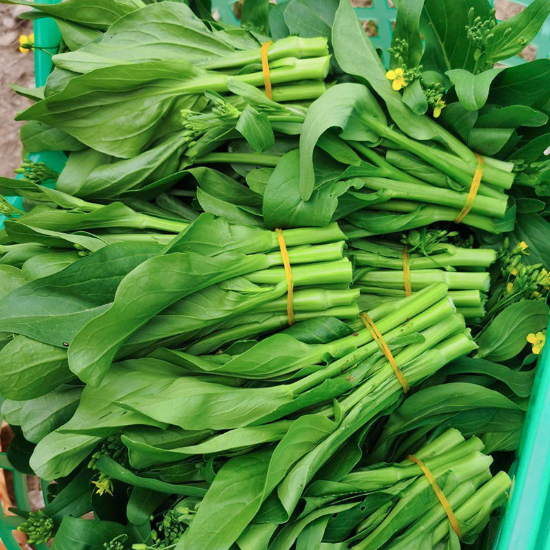 迟花80天菜心种子矮脚短柄茎苔粗迟熟抗病油菜心好吃