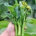 迟花80天菜心种子矮脚短柄茎苔粗迟熟抗病油菜心好吃