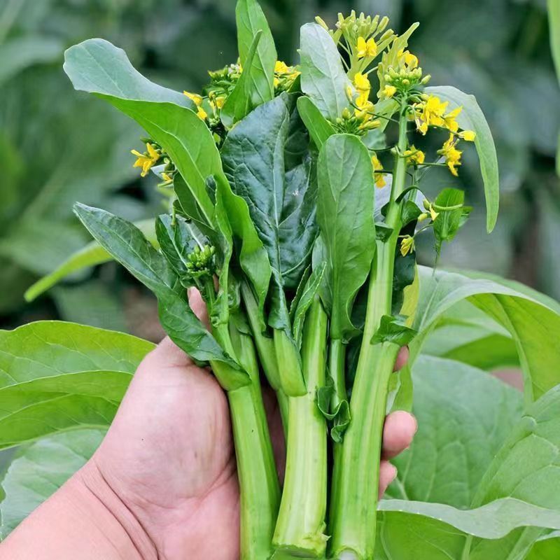 迟花80天菜心种子矮脚短柄茎苔粗迟熟抗病油菜心好吃