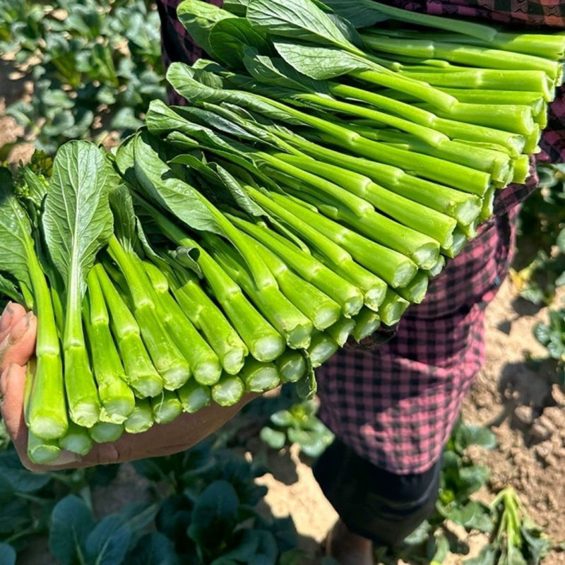 迟花80天菜心种子矮脚短柄茎苔粗迟熟抗病油菜心好吃