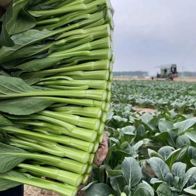 迟花80天菜心种子矮脚短柄茎苔粗迟熟抗病油菜心好吃