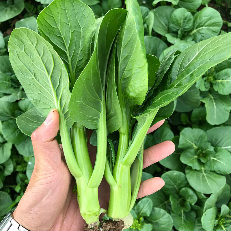 迟花80天菜心种子矮脚短柄茎苔粗迟熟抗病油菜心好吃