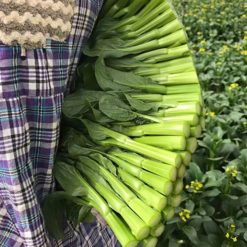 迟花80天菜心种子矮脚短柄茎苔粗迟熟抗病油菜心好吃