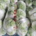 陆地白菜小棵大白菜净菜大量上市