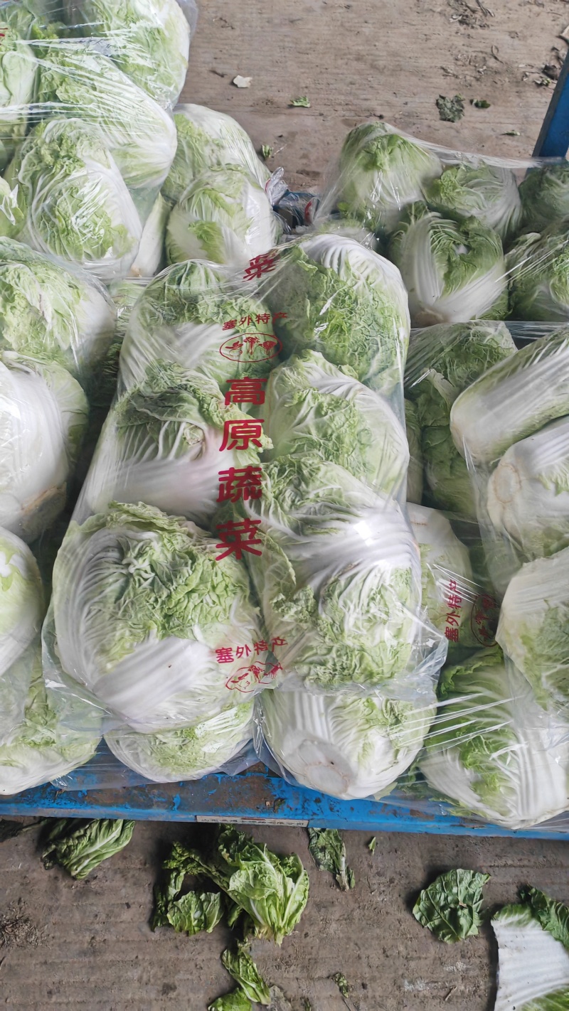 陆地白菜小棵大白菜净菜大量上市