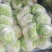 陆地白菜小棵大白菜净菜大量上市