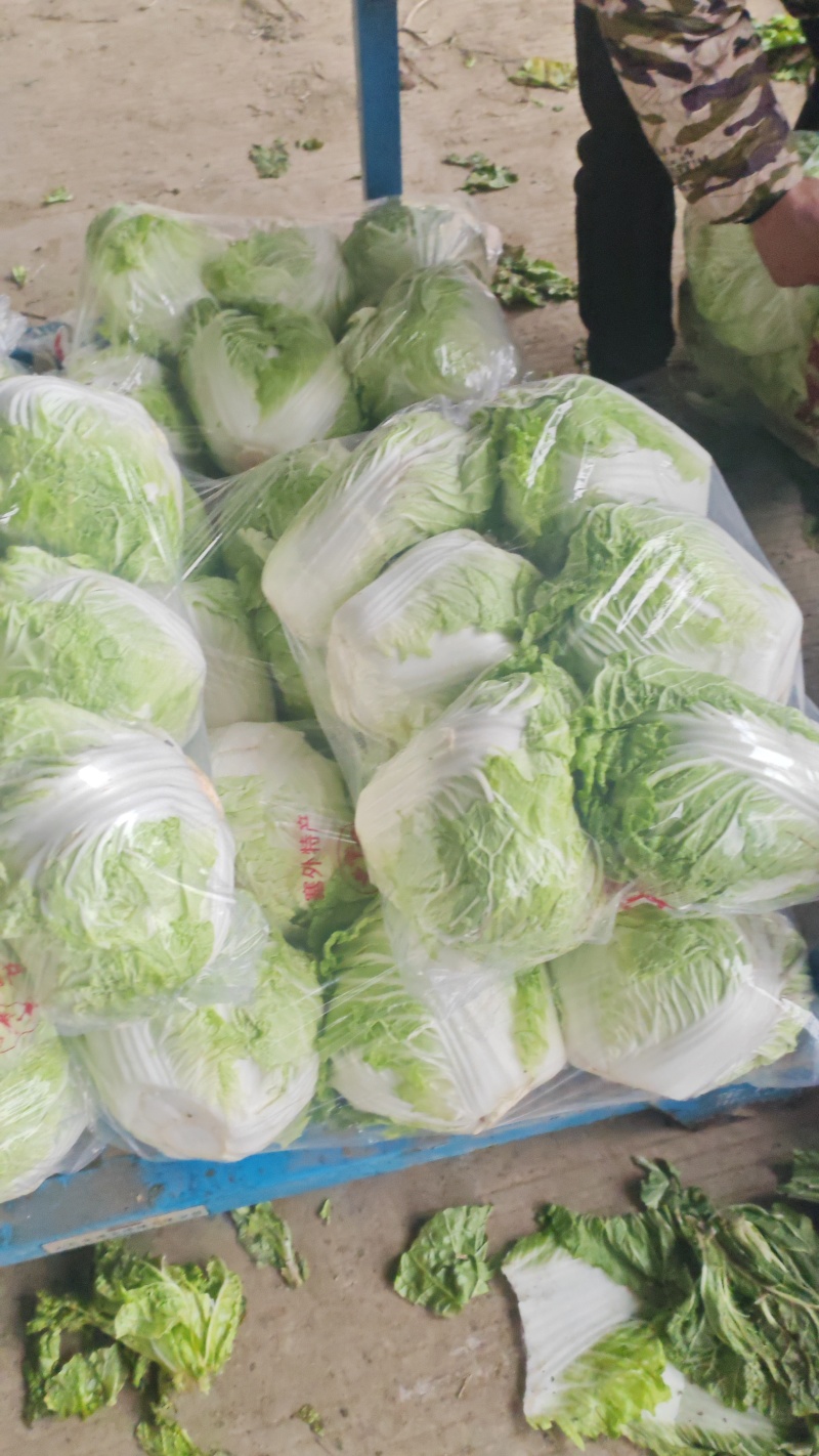 陆地白菜小棵大白菜净菜大量上市