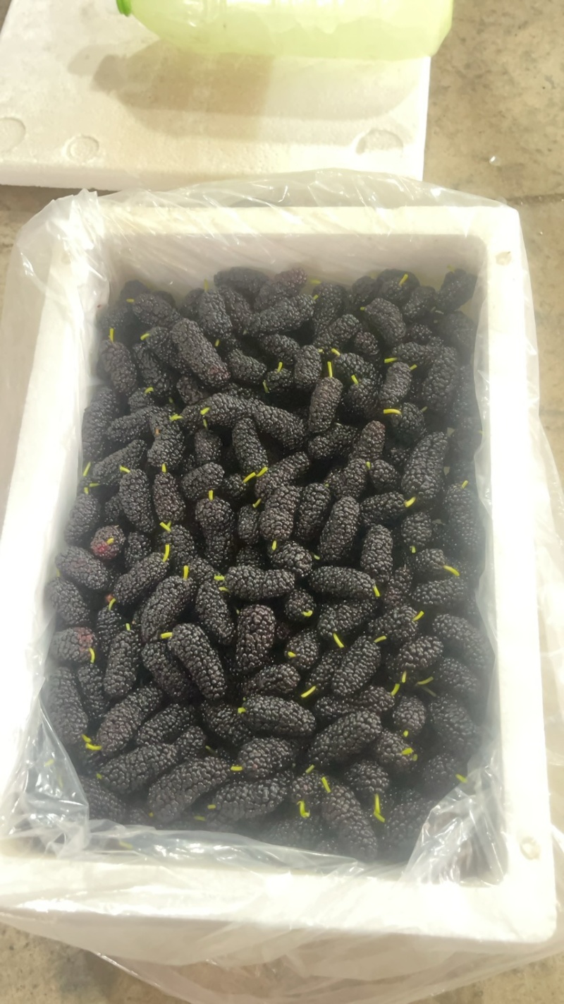 精品桑葚