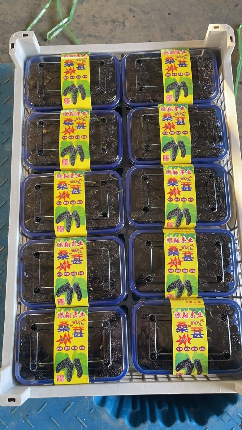 精品桑葚