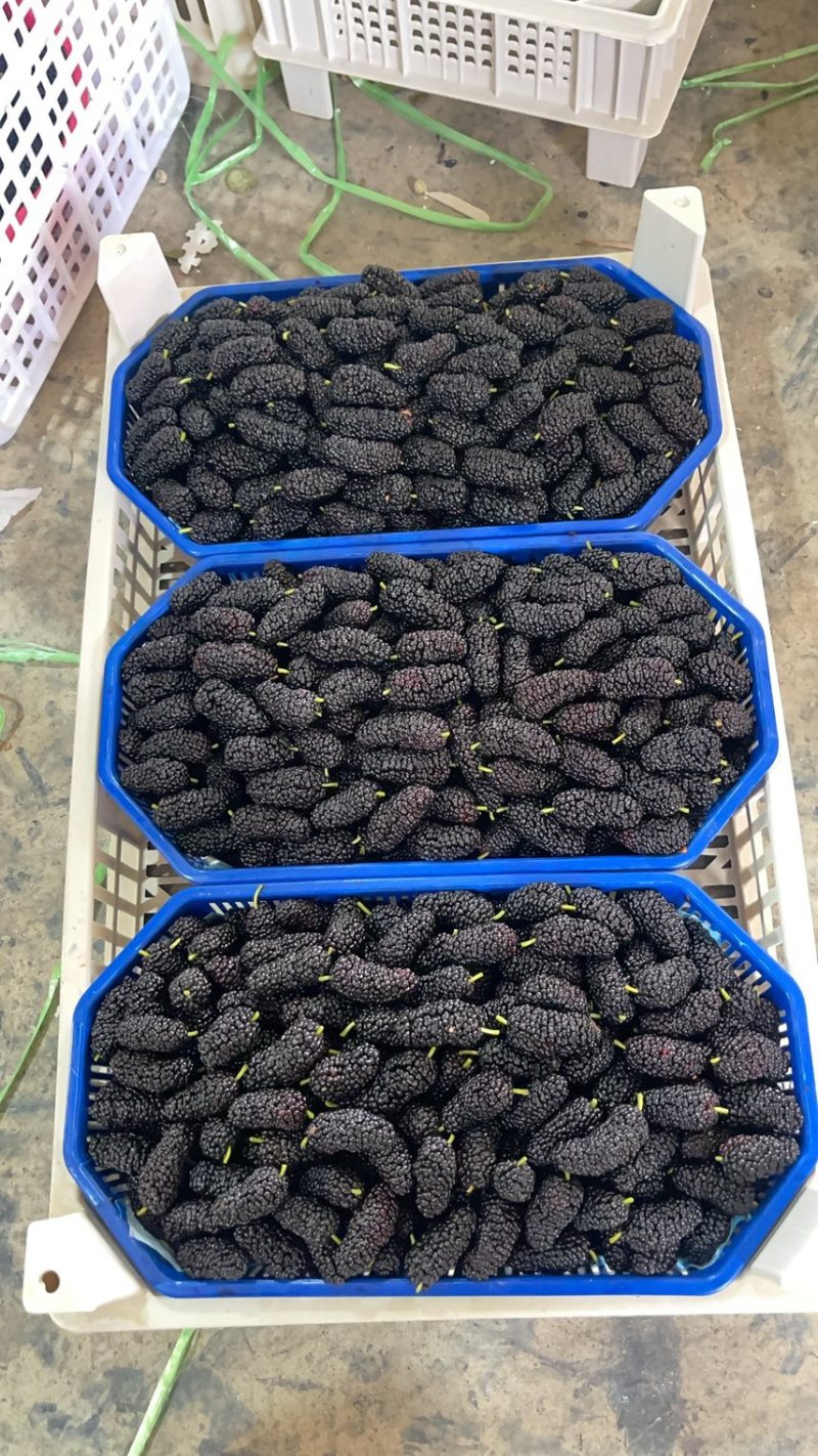 精品桑葚