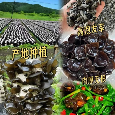 东北黑木耳小碗耳无根肉厚对接市场商超欢迎电联订购