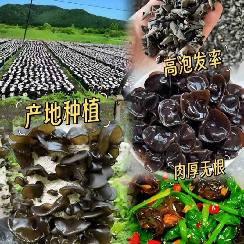 东北黑木耳小碗耳无根肉厚对接市场商超欢迎电联订购