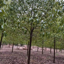 【推荐】湖北香樟树，米径12公分香樟，一手货源，量大价优